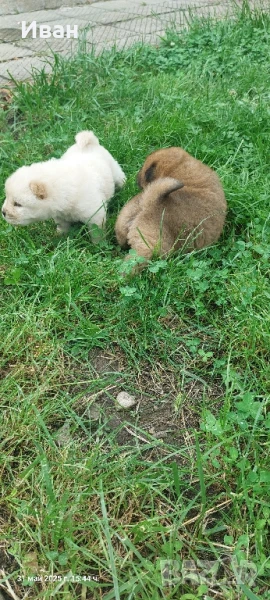 Малки пухчовци Чау Чау, снимка 1