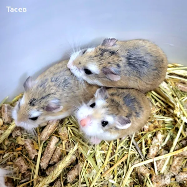 Мини хамстер, снимка 1