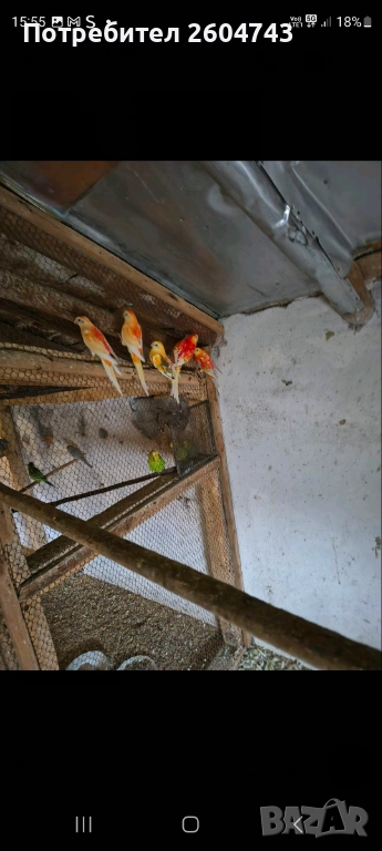 Продавам различни видове папагали , снимка 1