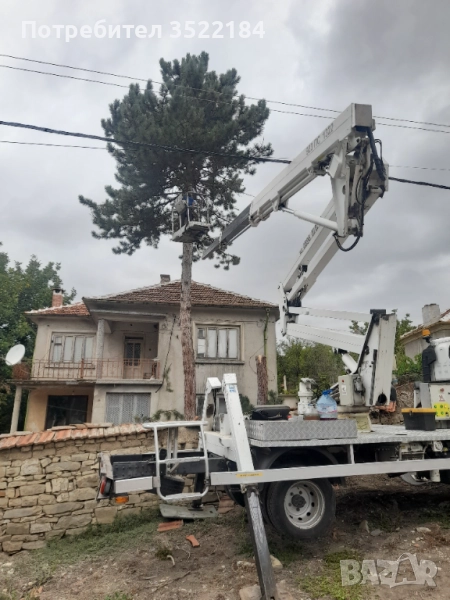 Услуги с автовишка рязане и кастрене на опасни дървета , снимка 1