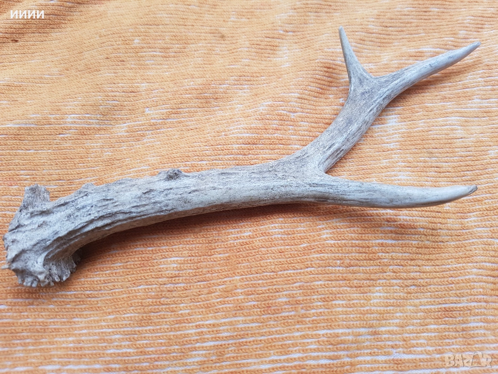 Рог от сръндак 2, снимка 1