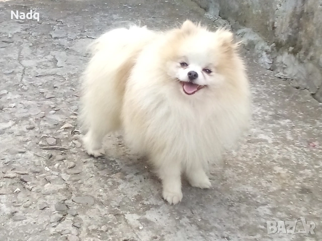 Померан , снимка 3 - Померан - 54045155