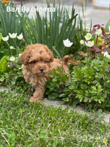 Той пудел / Toy poodle