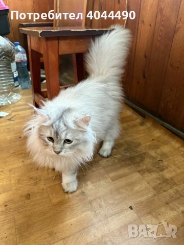 Британска дългокосместа сребърна чинчила, снимка 8 - Чинчили - 50918521