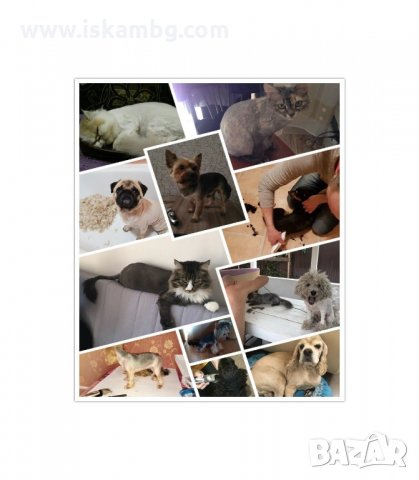 ПРОФЕСИОНАНА МАШИНКА ЗА ПОДСТРИГВАНЕ НА КУЧЕТА С КЕРАМИЧЕН НОЖ И АКУМУЛАТОРНА БАТЕРИЯ BAORUN-код P2 , снимка 12 - Други стоки за животни - 33946616