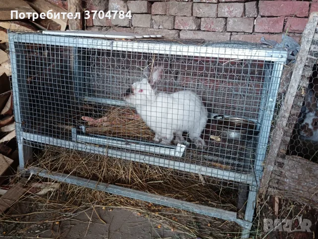 Продавам зайци мъжко и женско