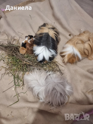 Морски свинчета, снимка 3 - Морски свинчета - 52866318