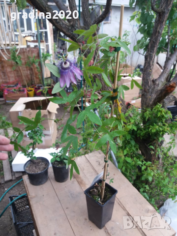 Пасифлора - Passiflora   Налични 4 вида , снимка 8 - Стайни растения - 27899465
