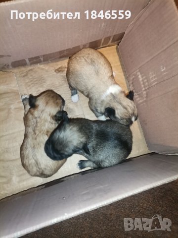 Продавам малки кученца-маймунки, снимка 3 - Пекинез - 44395363