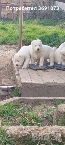 алабайчета чистокръвни, снимка 5 - Алабай - 54087010