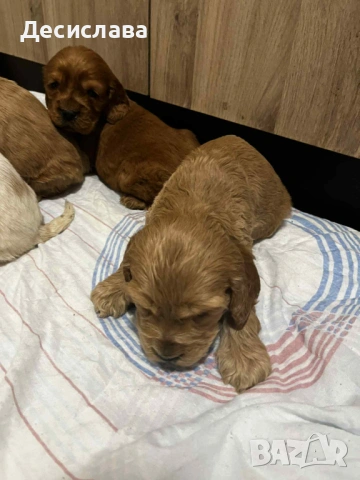 Кокер шпаньол , снимка 5 - Кокер шпаньол - 53119091