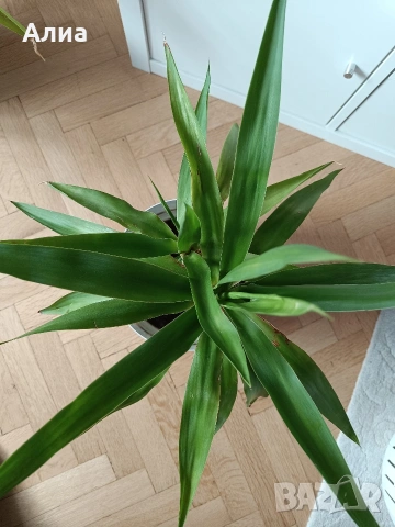 Юка, драцена, сингониум, шефлера, сансивиера, снимка 6 - Градински цветя и растения - 38427917