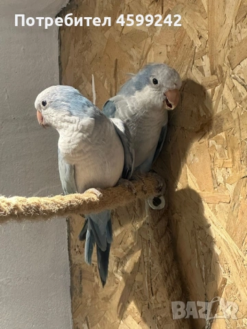 Двойка Монах