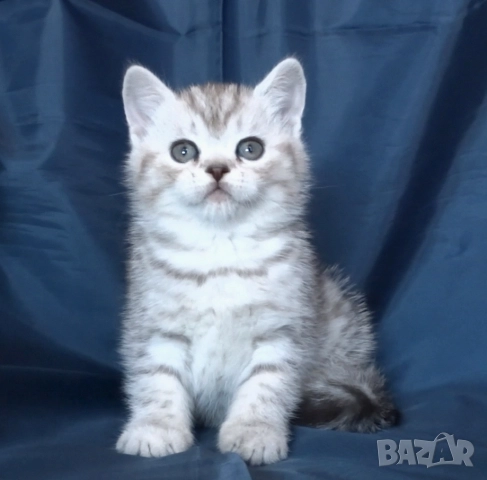 Сребърна чинчила, снимка 1