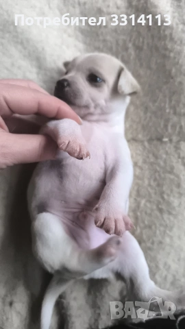 чихуахуа , снимка 12 - Чихуахуа - 52954778