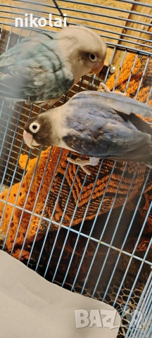 син масков , снимка 5 - Папагали - 52996764