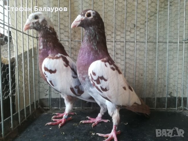 Гълъби 100% Мюлеманс червени. , снимка 1