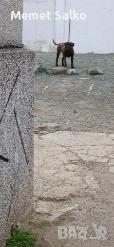 Pero De Presa Canario, снимка 2 - Кане корсо - 54313010