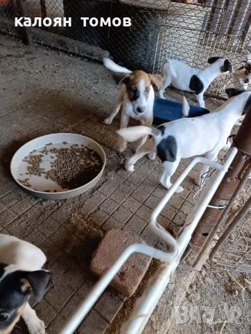 куче 🐕 Джак Ръсел , снимка 14 - Джак ръсел териер - 55622524