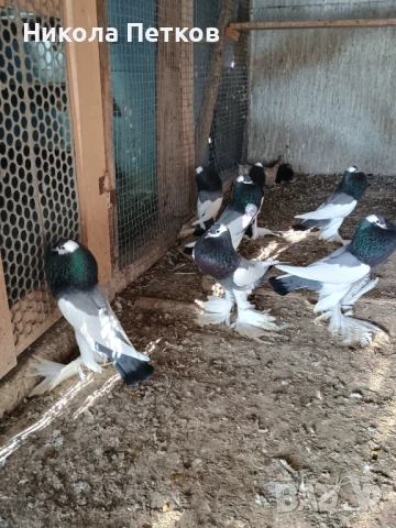 Седлати болани , снимка 6 - Гълъби - 53248857