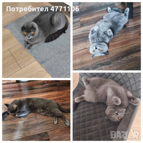 Британски късокосмести женски котета, снимка 7 - Британска късокосместа - 53904101