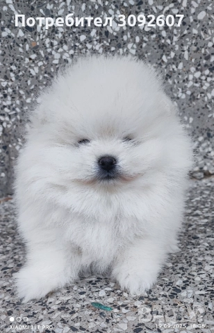 Померан момче , снимка 2 - Померан - 51806381