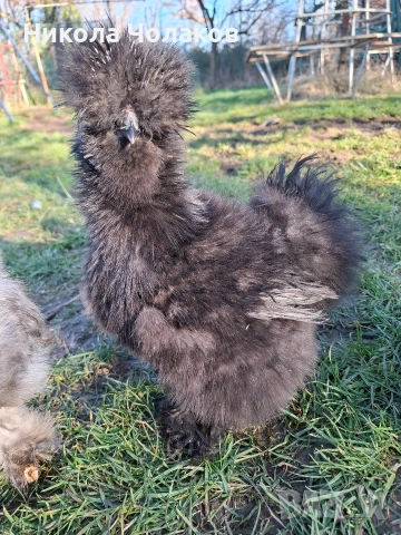 Американски копринки яйца , снимка 8 - Кокошки и пуйки - 54215690