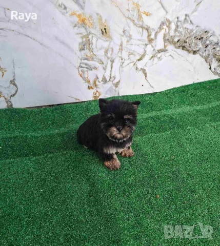 Йоркширски териер , снимка 2 - Йоркширски териер - 48370769