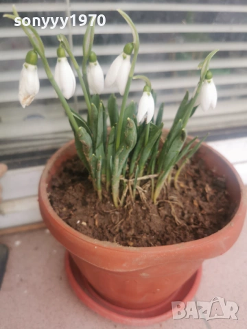 КОКИЧЕТА 2026 С ЛУКОВИЦИ 0602261329, снимка 8 - Градински цветя и растения - 53380889