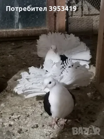 здрави птици, снимка 3 - Гълъби - 49208459