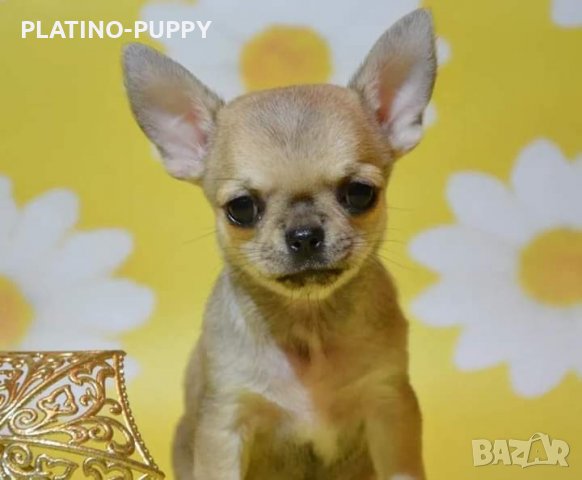 Чихуахуа момиче, снимка 3 - Чихуахуа - 38393601