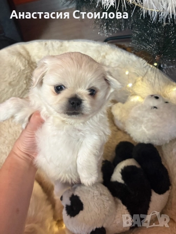 Чистокръвни Кралски пекинези, снимка 2 - Пекинез - 52749183