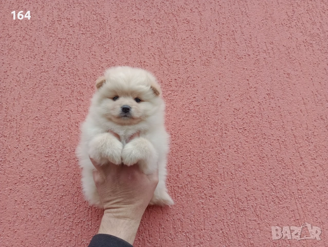 Кремаво Шпицле., снимка 2 - Померан - 53925645