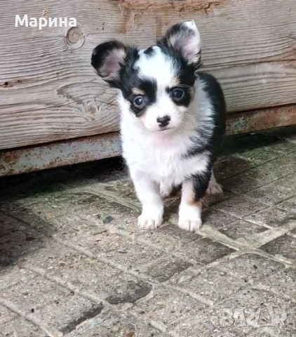 Чихуахуа кученца мъжки и женски, снимка 5 - Чихуахуа - 54144288