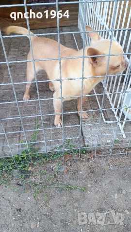 чихуахуа , снимка 2 - Чихуахуа - 52797683