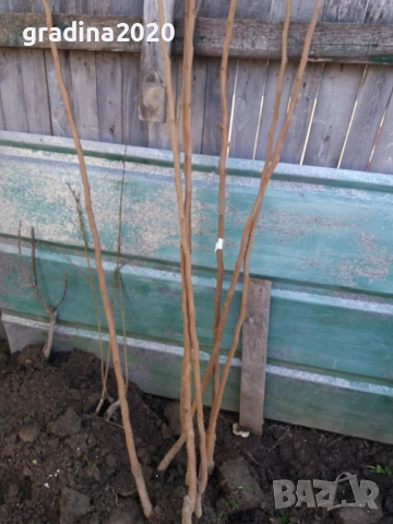  Райска ябълка Налични 4 сорта, снимка 8 - Разсади - 47222307