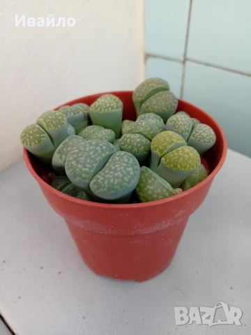 Живи камъчета - Lithops, снимка 3 - Градински цветя и растения - 33193359