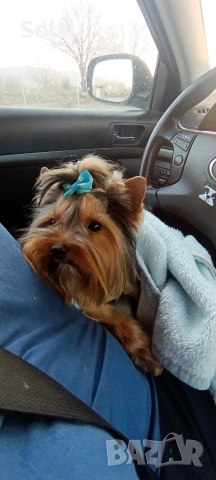 мини йорки , снимка 11 - Йоркширски териер - 52829227