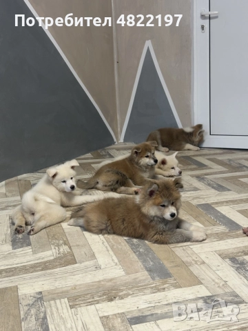 продавам Акита ину , снимка 4 - Акита ину - 55743458