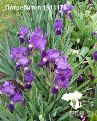 Цвете Ирис за градината 