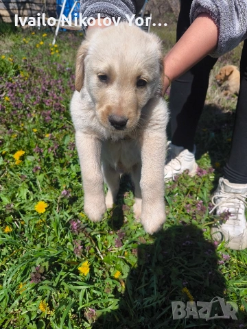 Малки Лабрадор ретривър , снимка 3 - Лабрадор ретривър - 54190522
