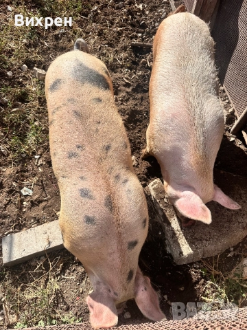 Продавам домашно отгледани  прасета, снимка 9 - За селскостопански - 51880163