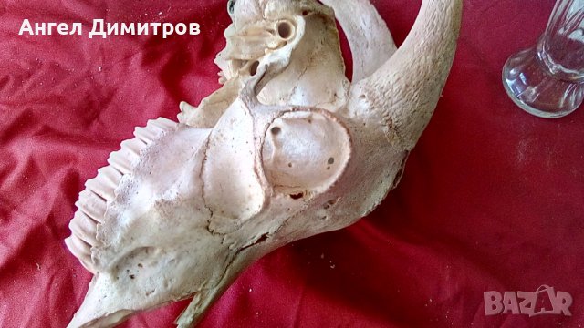 Череп от сръндак , снимка 3 - Антикварни и старинни предмети - 38115260