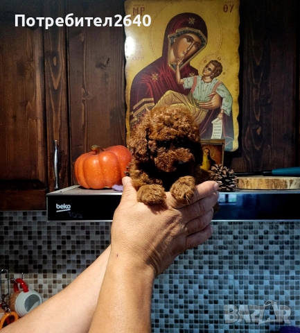 Той пудел red brown ДОСТАВКА!, снимка 2 - Пудели - 52797062