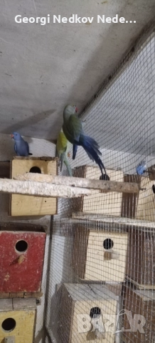 Продавам малки александри , снимка 6 - Папагали - 52697084