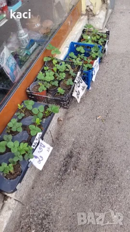 Корен от ягода с плододаване целогодишно., снимка 1