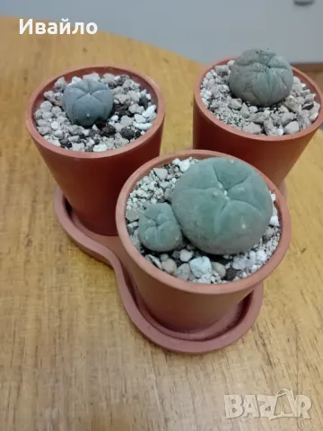 Lophophora williamsii - семена и растения