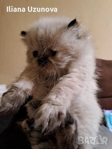 Уникални персийски котенца , снимка 3 - Персийска - 53293077