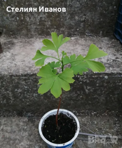 Гинко билоба (Ginkgo biloba), снимка 5 - Градински цветя и растения - 50197097
