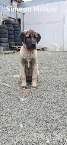 здравейте приятели продавама турски кангал на 3 месеца с 3 ваксини женско 